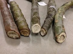 Tropical Frangipani 'Fruit Salad'