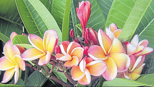 ?!label-Indicative photo