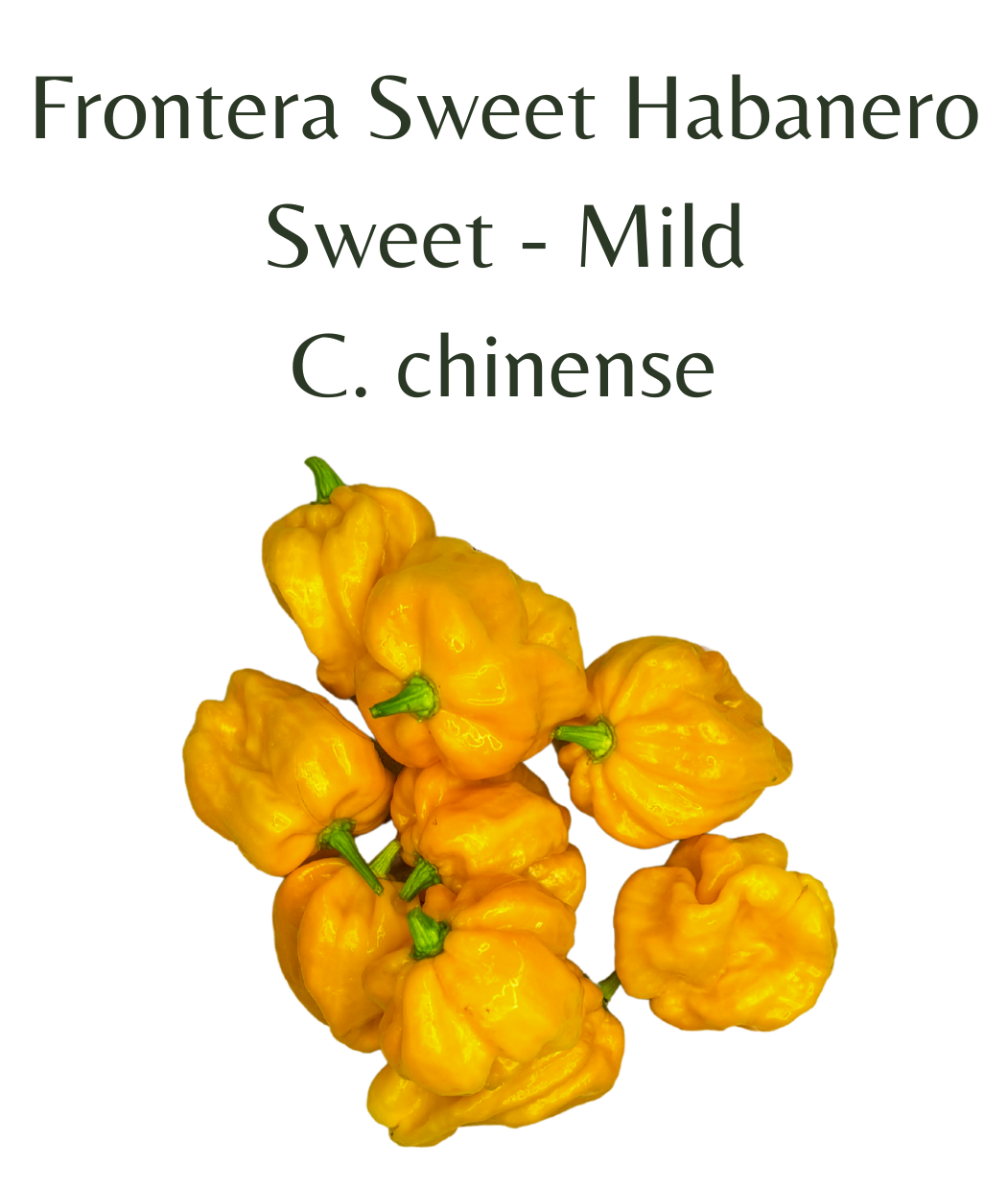 Frontera_Sweet_Habanero_Chilli_Seeds_10_seeds