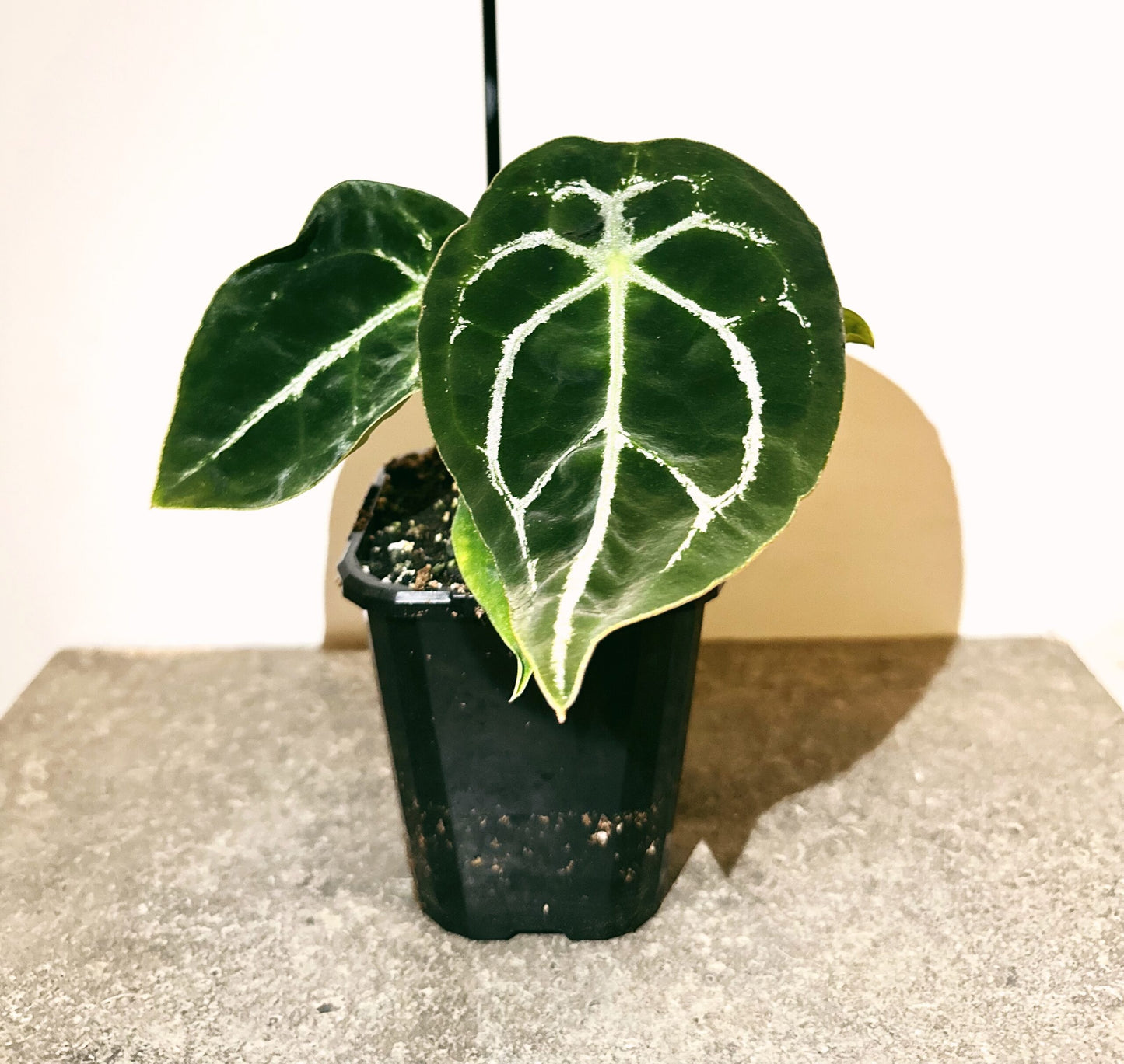 Anthurium Forgetii Dark Form