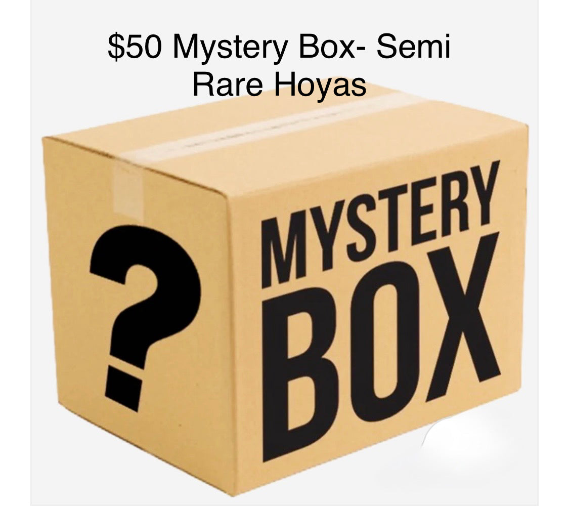 Mystery Box of Semi-Rare Hoyas