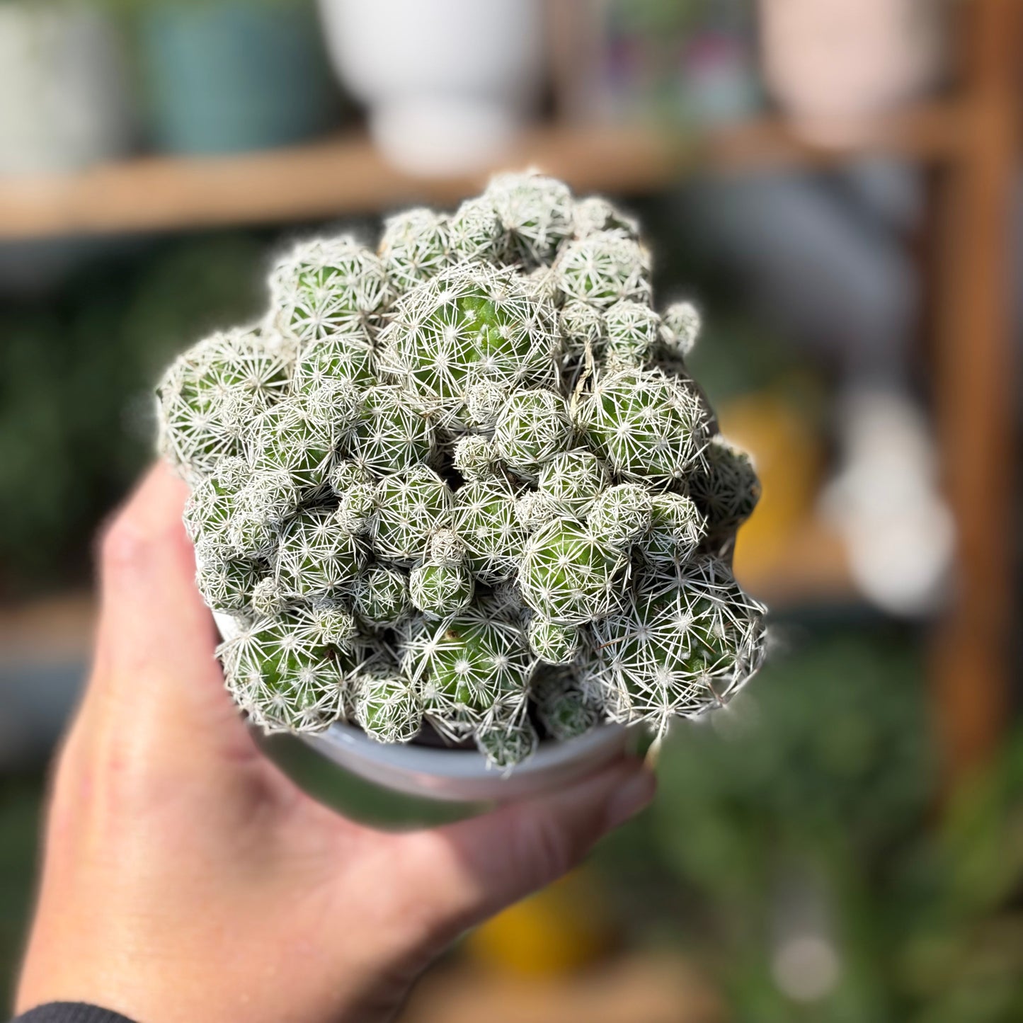 Thimble Cactus