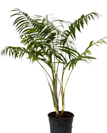 ?!label-Indicative photo