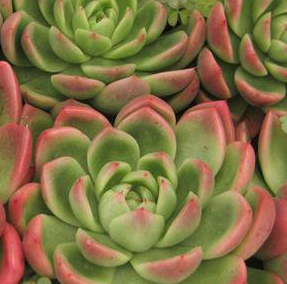 Echeveria Agavoides Gilva Red
