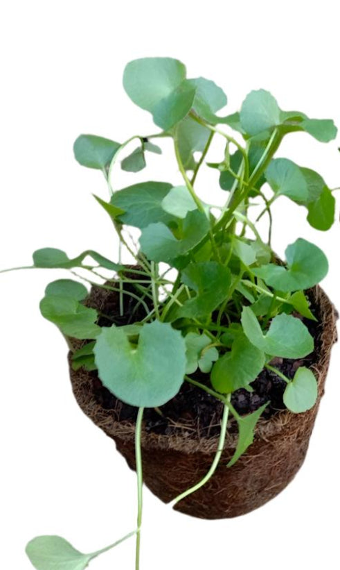 gotu kola indoor plant Gotu Kola (Centella asiatica) for sale – Jungle Story
