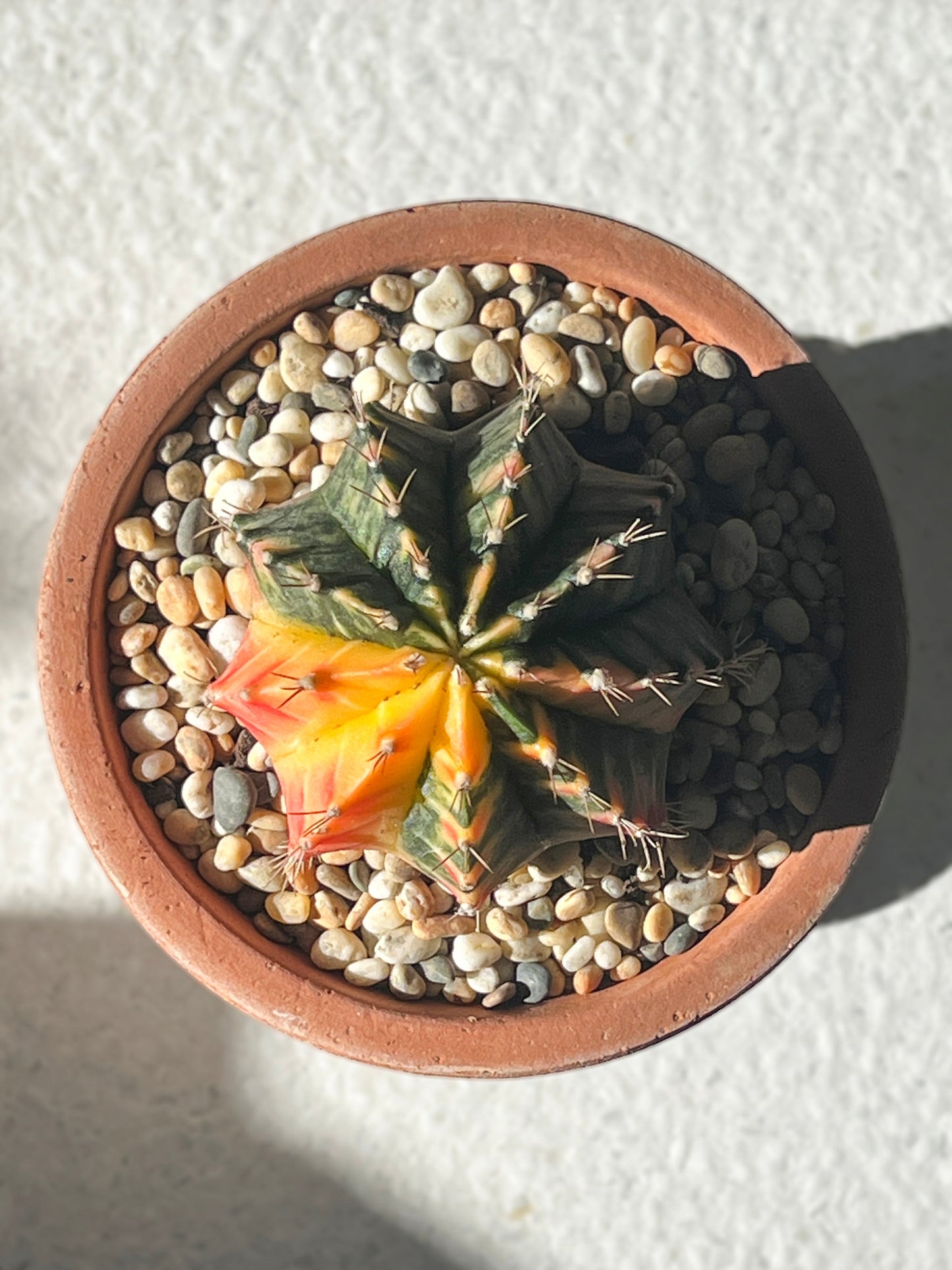 Gymnocalycium mihanovichii