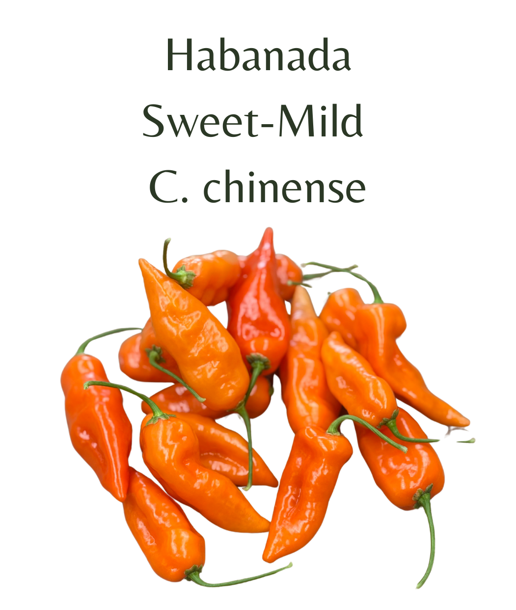 Habanada Chilli Seeds (10 seeds)