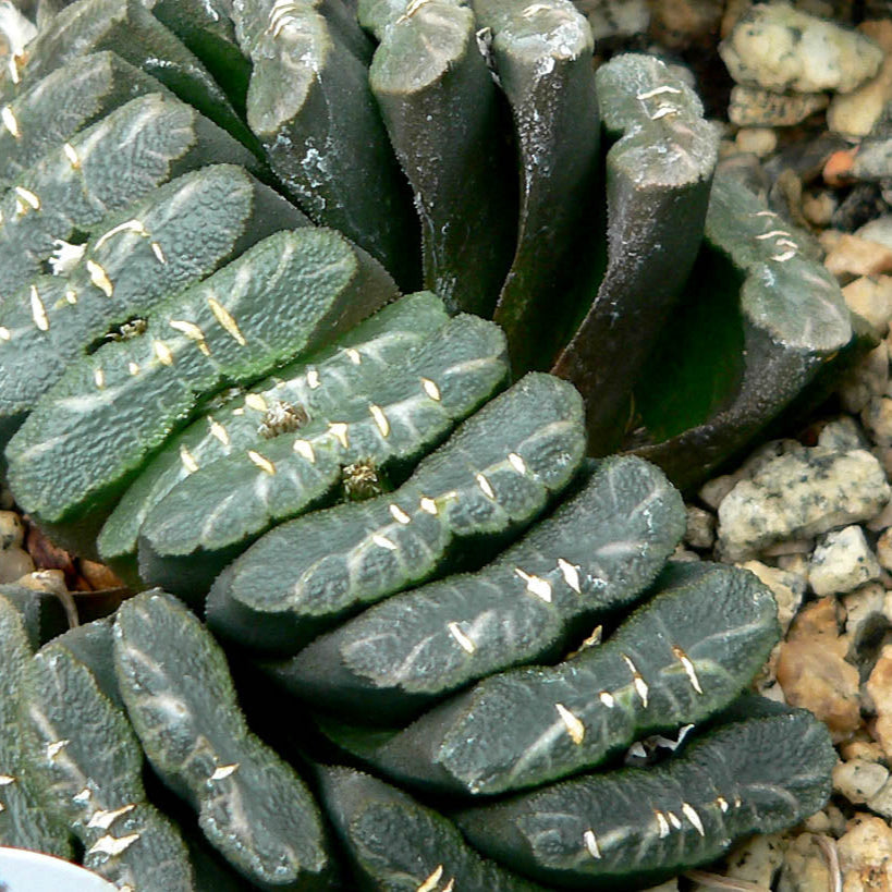 Haworthiopsis Truncata | Horse's Teeth