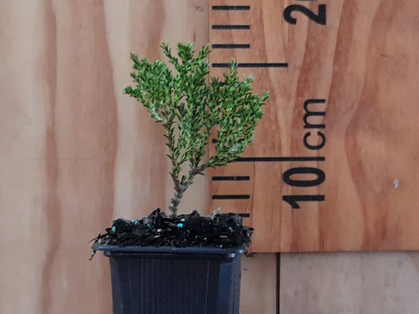 Hebe laingii | 5-Pack @ $6.99 Each
