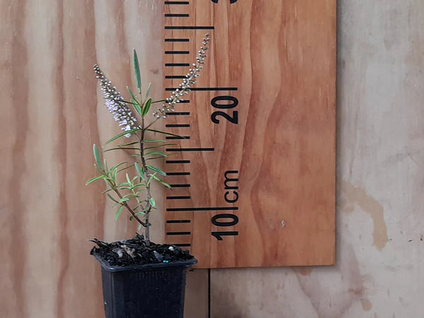 Hebe parviflora | 5-Pack @ $6.99 Each