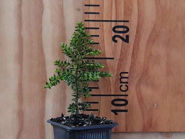 Hebe pauciramosa | 5-Pack @ $6.99 Each