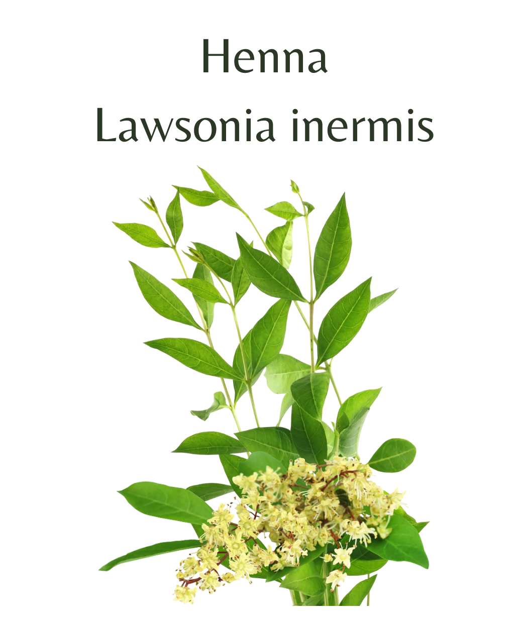 Henna_Plant_-_Lawsonia_inermis_100_seeds
