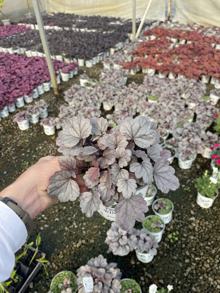 Proven Winners: Heuchera 'Silver Gumdrop'