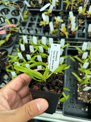 Holcostylis Yawi Girl 'White Ball'