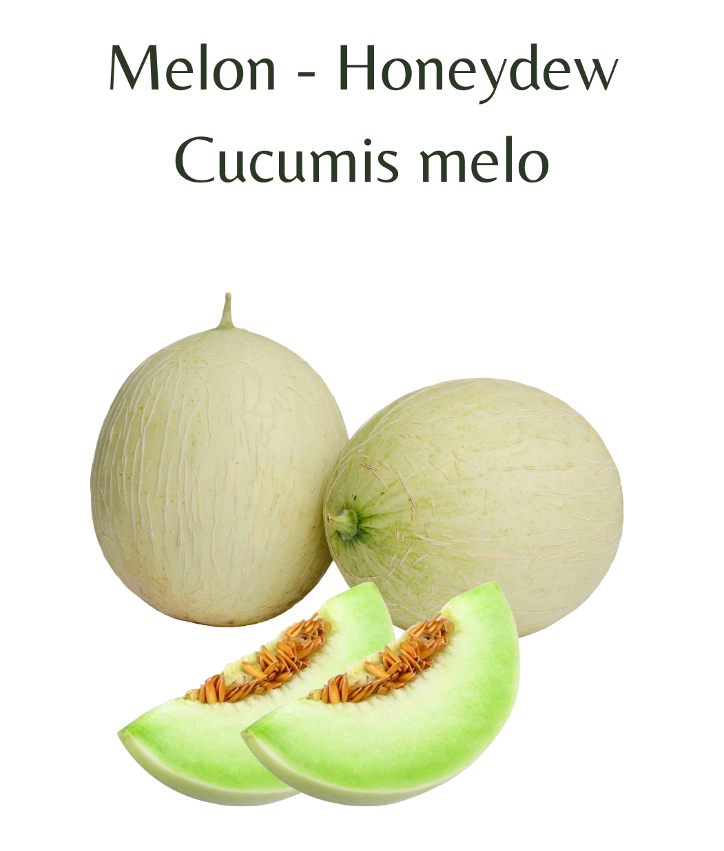 Honeydew_Melon_10_seeds