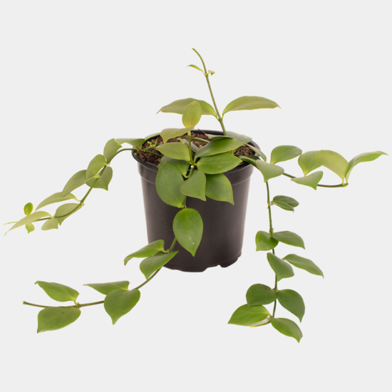Hoya bilobata