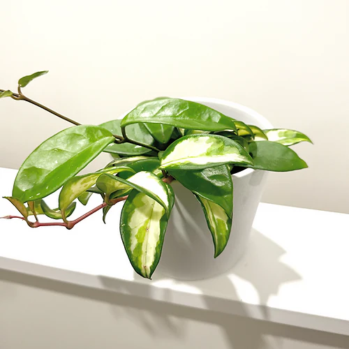 Hoya 'Krimson Princess' 12cm