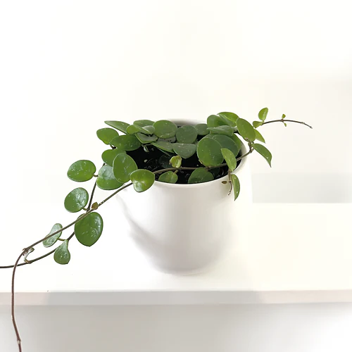 Hoya 'Mathilde' 12cm