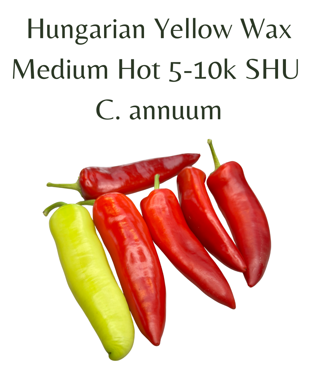 Hungarian_Yellow_Wax_Chilli_Seeds_10_seeds