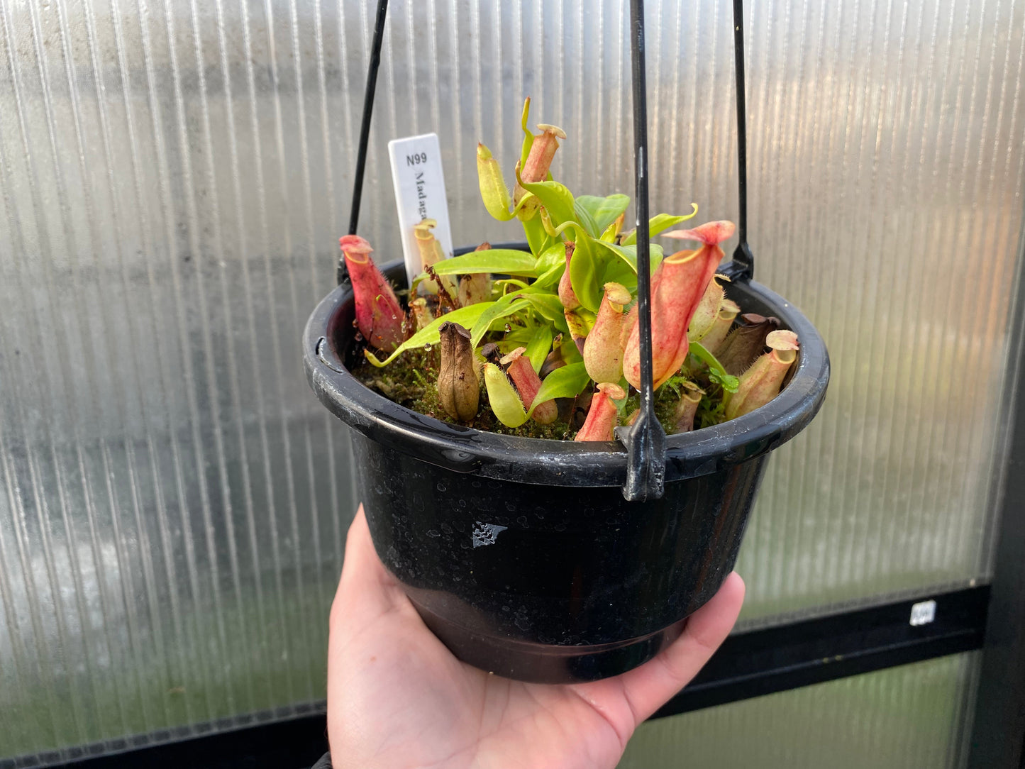 Nepenthes madagascariensis - Intermediate Tropical Pitcher Plant