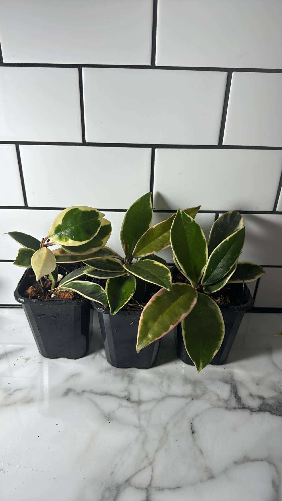 Hoya carnosa ‘Krimson Queen’