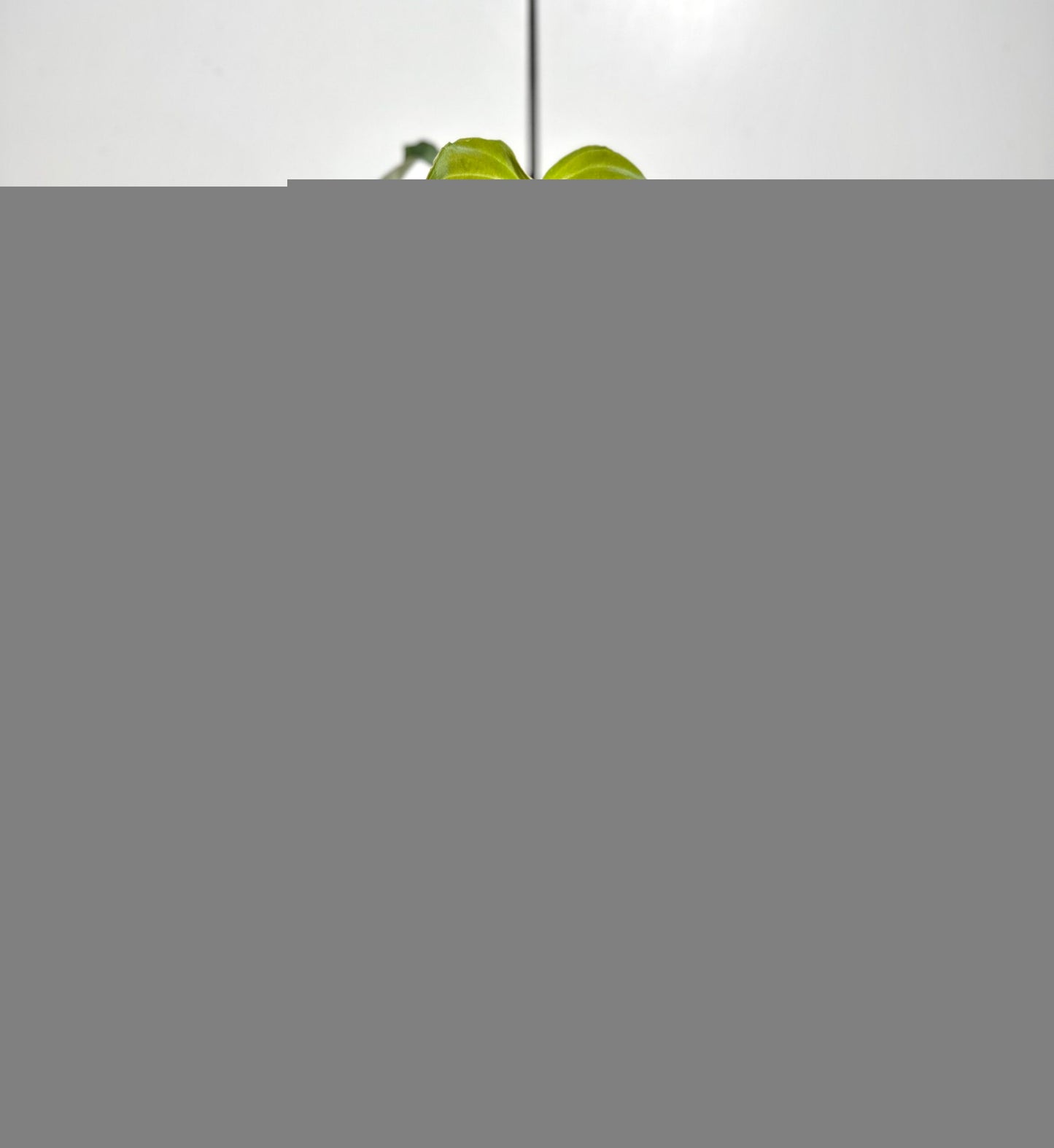 Philodendron Glorious