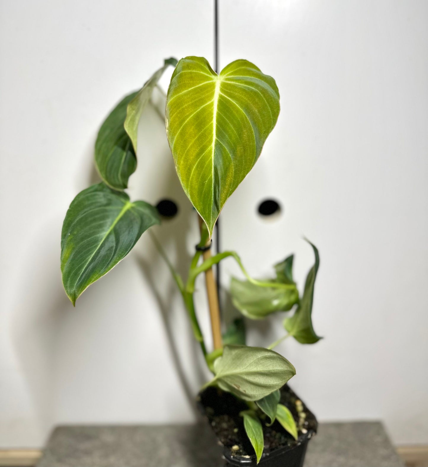 Philodendron Glorious