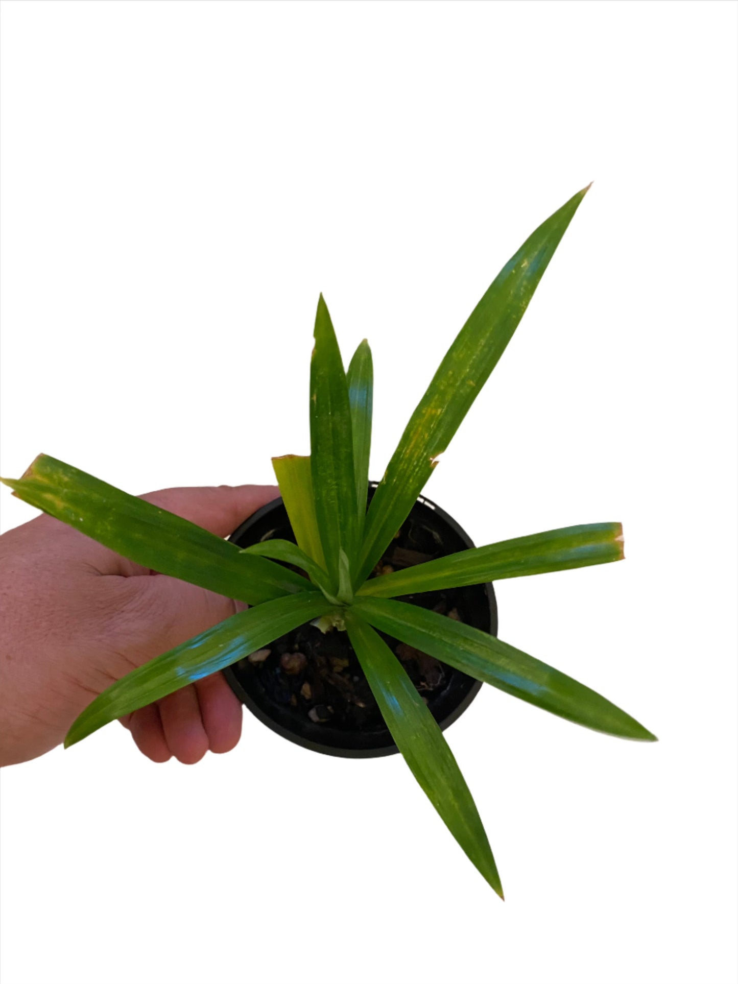 पांडन पौधा<br> <i>पैंडनस अमेरीलिफोलियस</i>