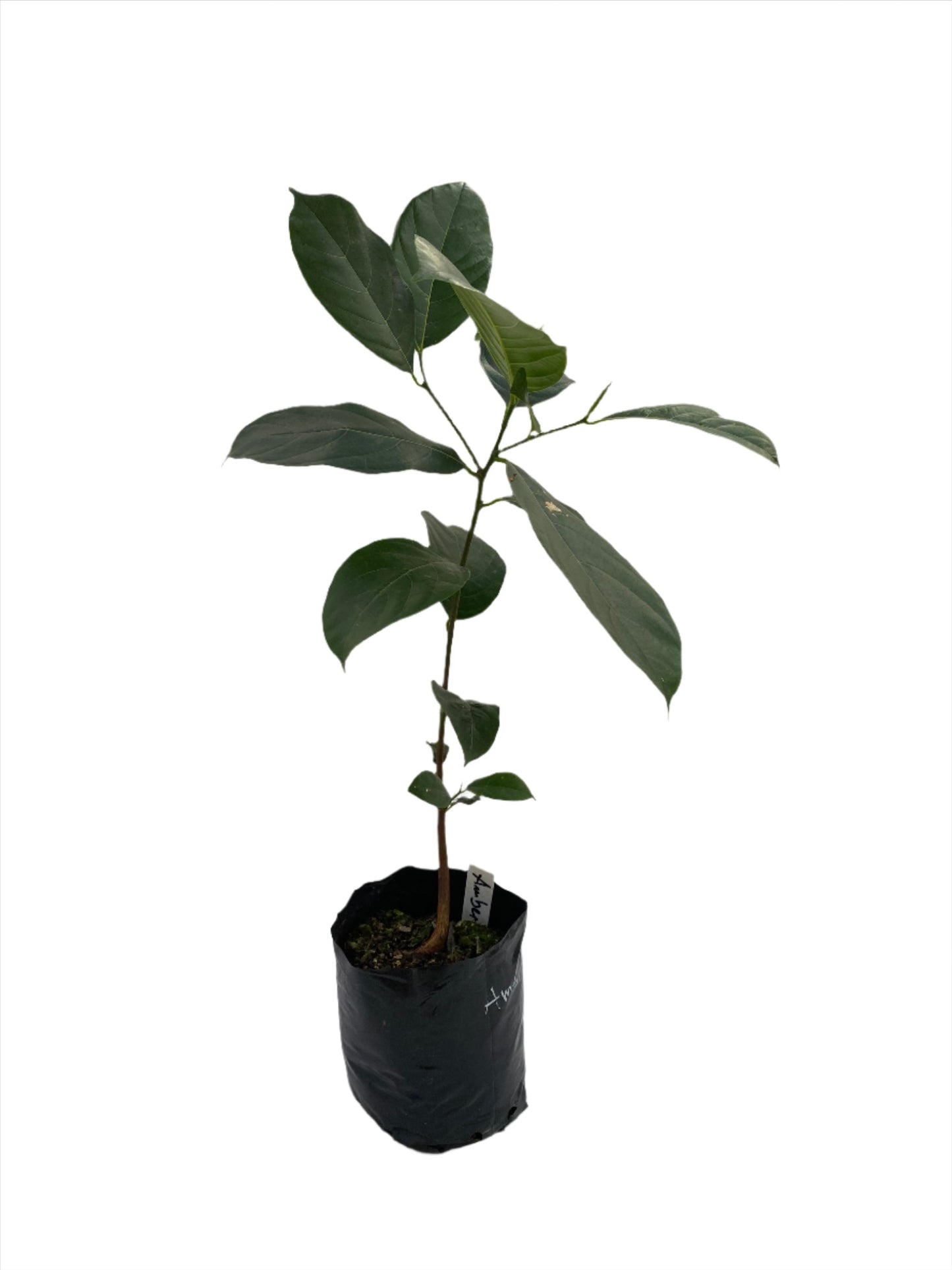 Jackfruit Seedling (Amber)