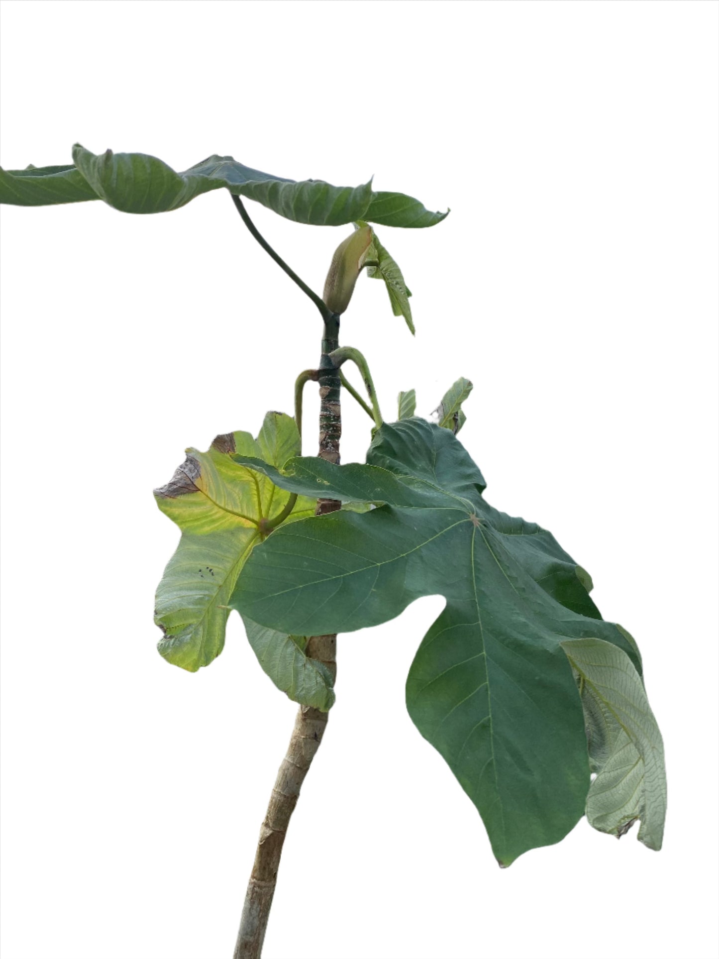 Close-up of the broad leaves at the top of tall snakewood tree