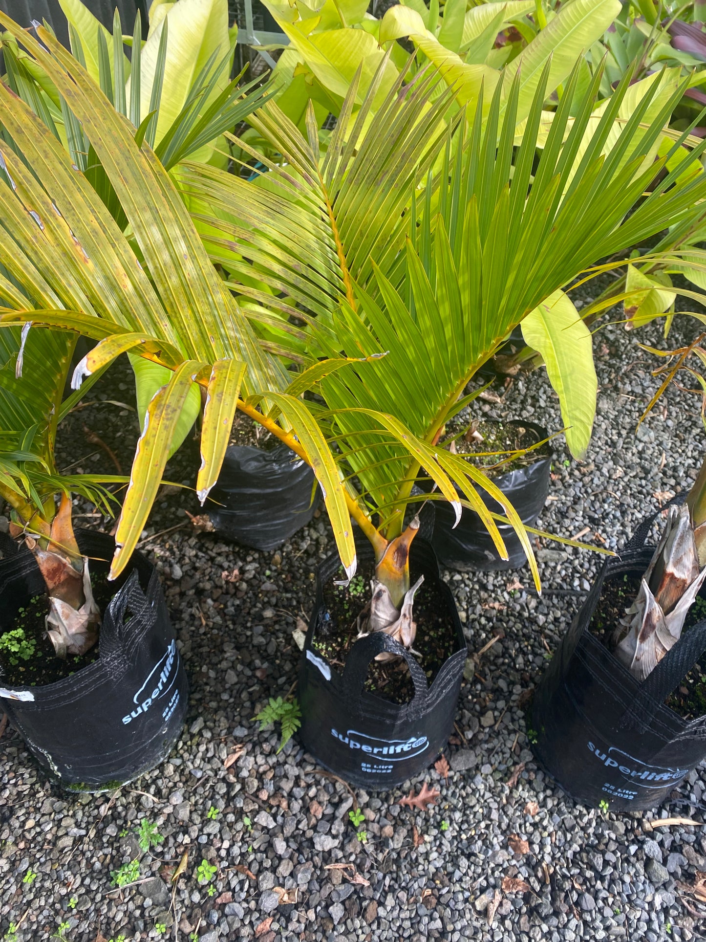 Triangle Palm