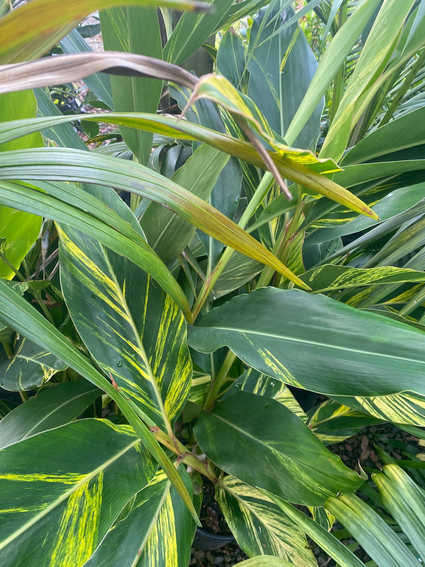 Alpinia zerumbet 'Variegata' 5ltr