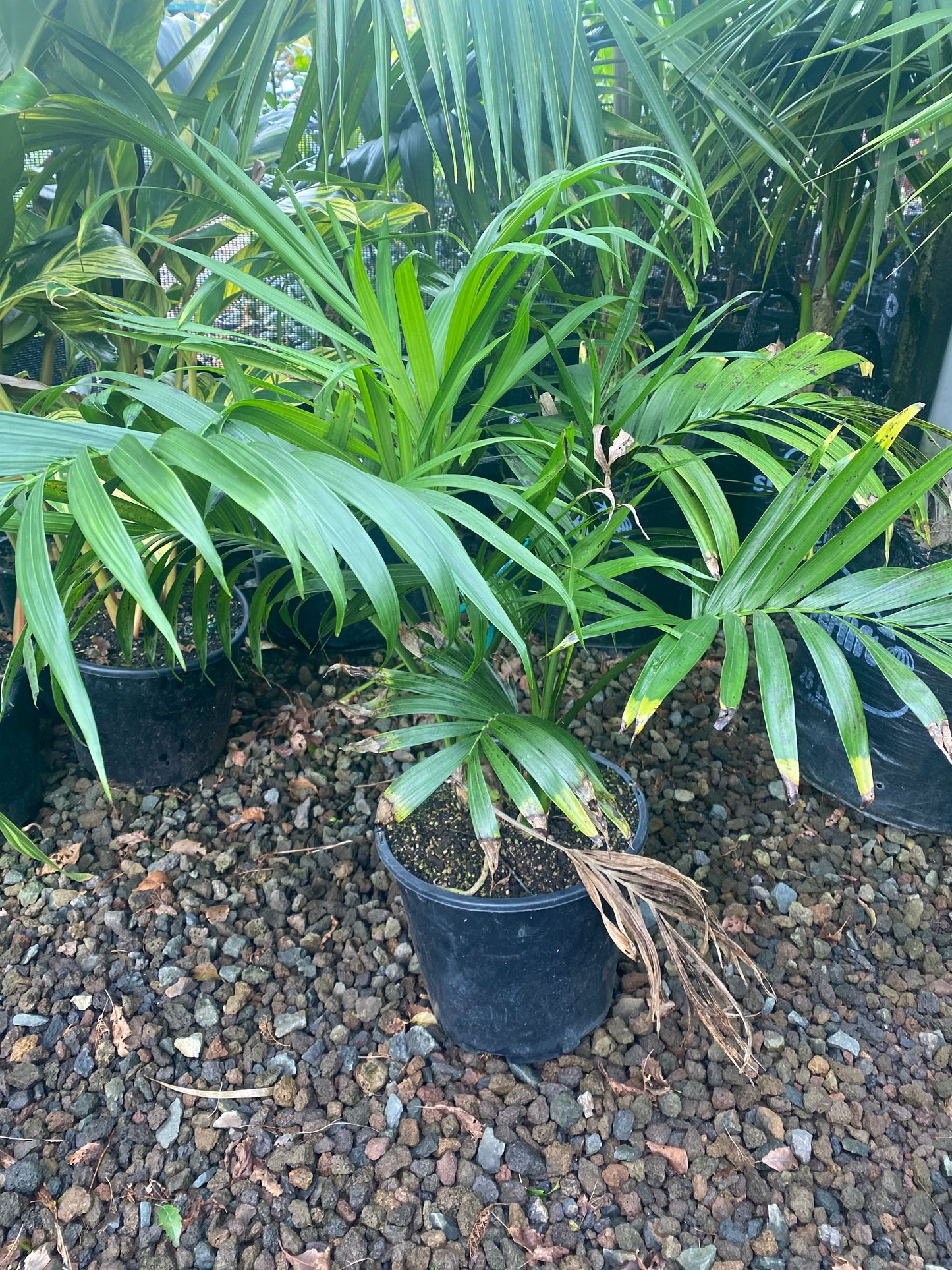 Cascade Palm (Landscape Grade)