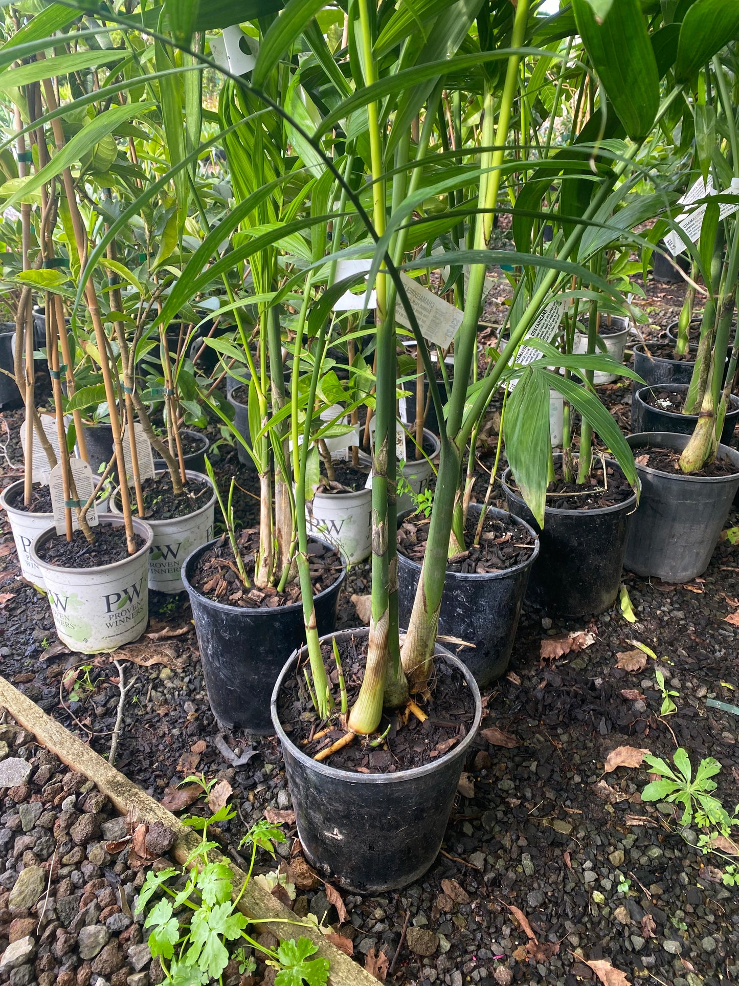 Chamaedorea costaricana