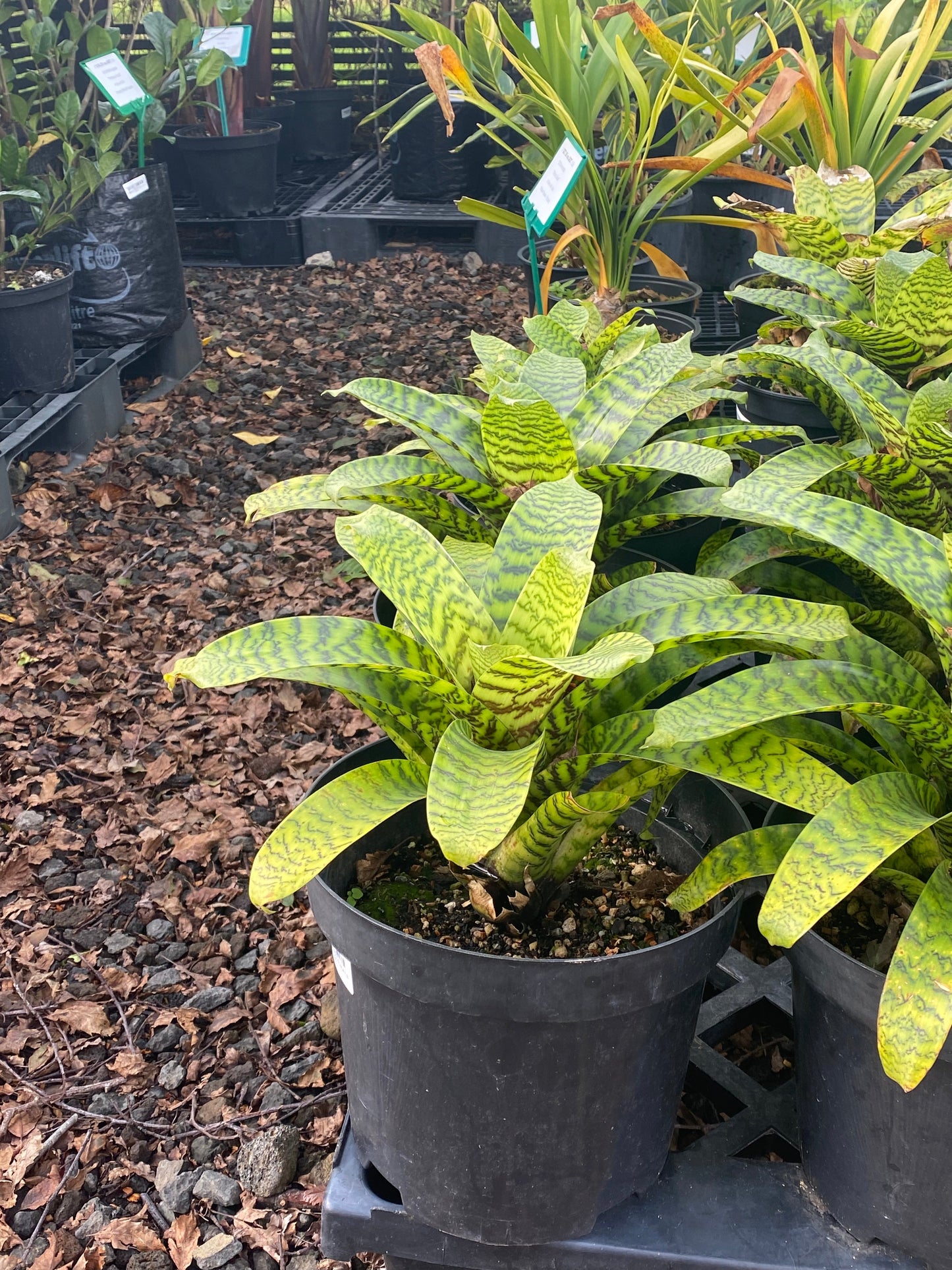 Bromeliad, Vriesia hieroglyphica