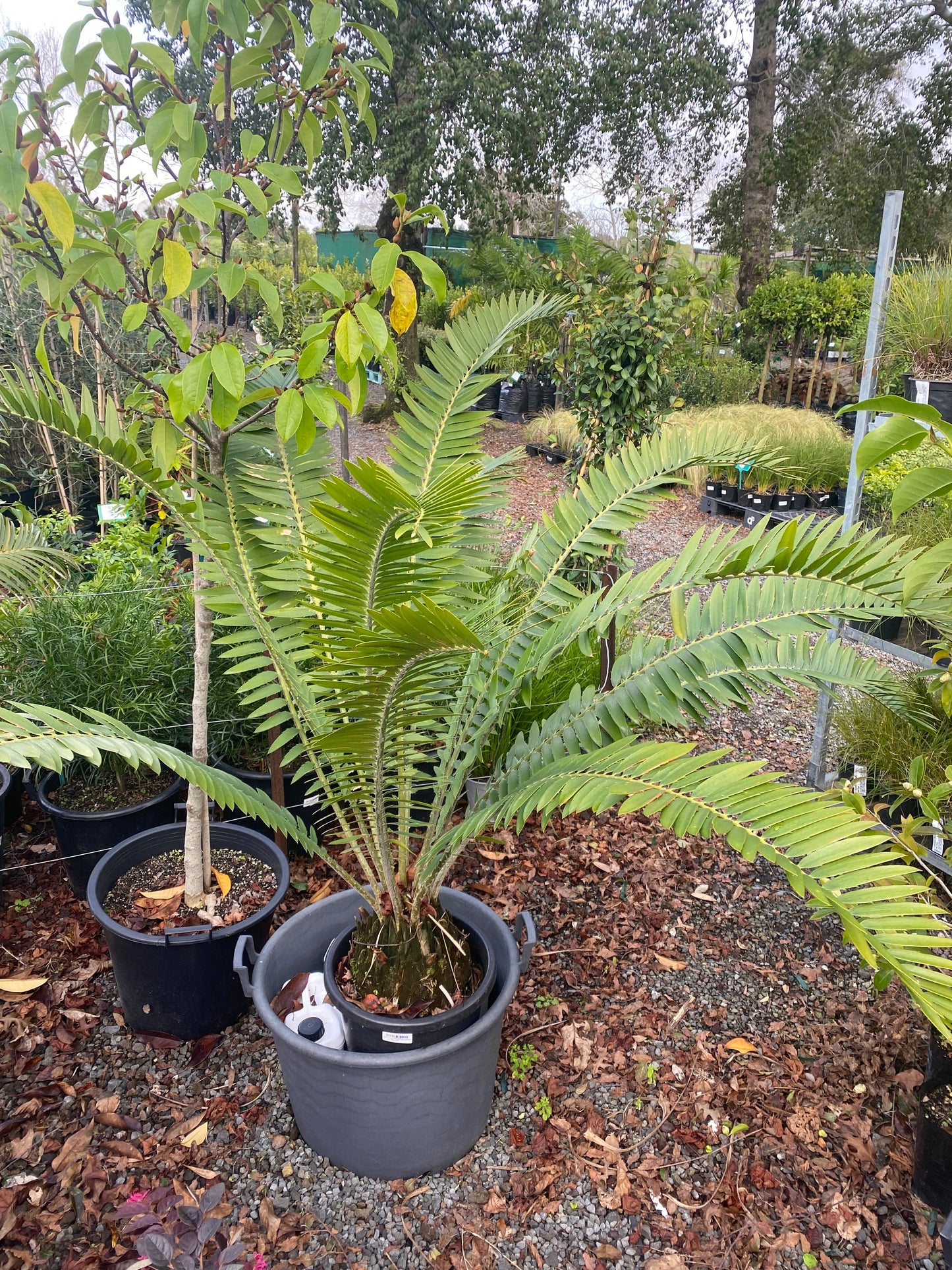 Encephalartos concinnus