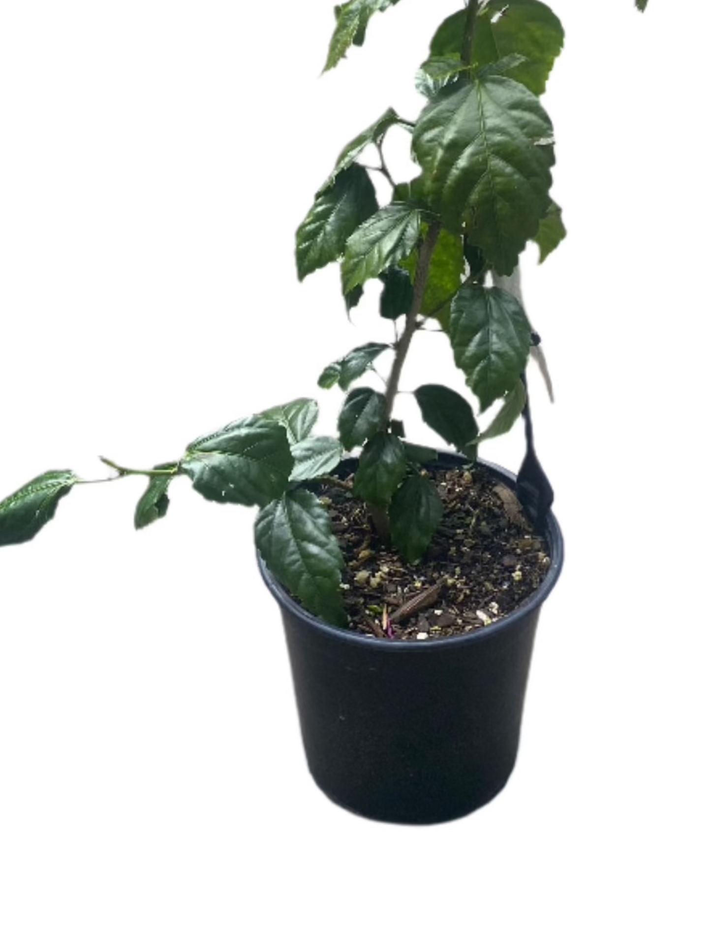 Hibiscus 'Royal Highness'