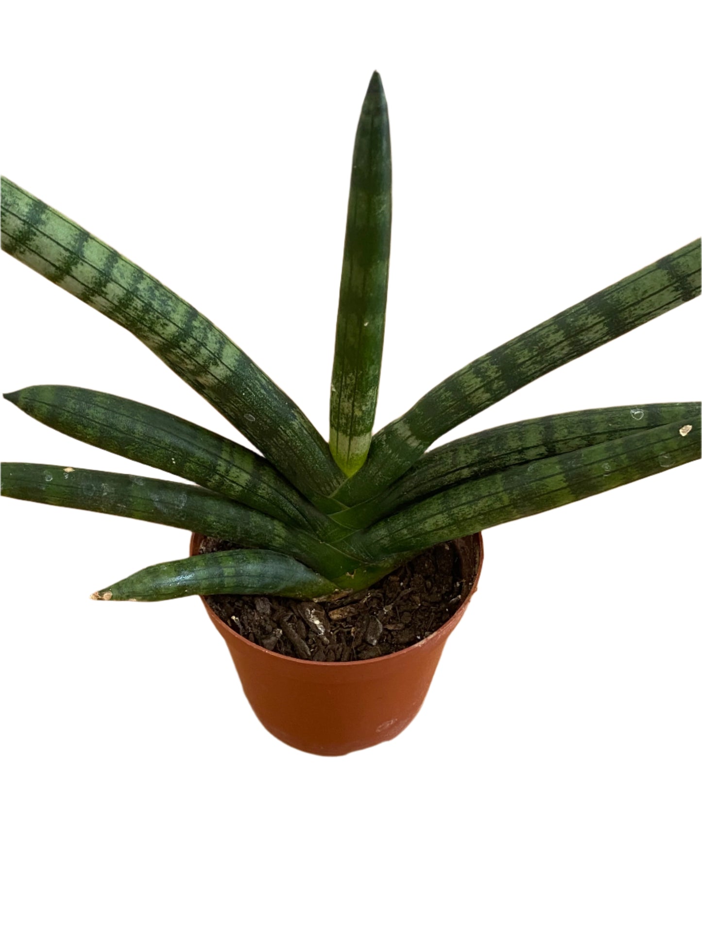 Snake Plant 'Cylindrical Fan'