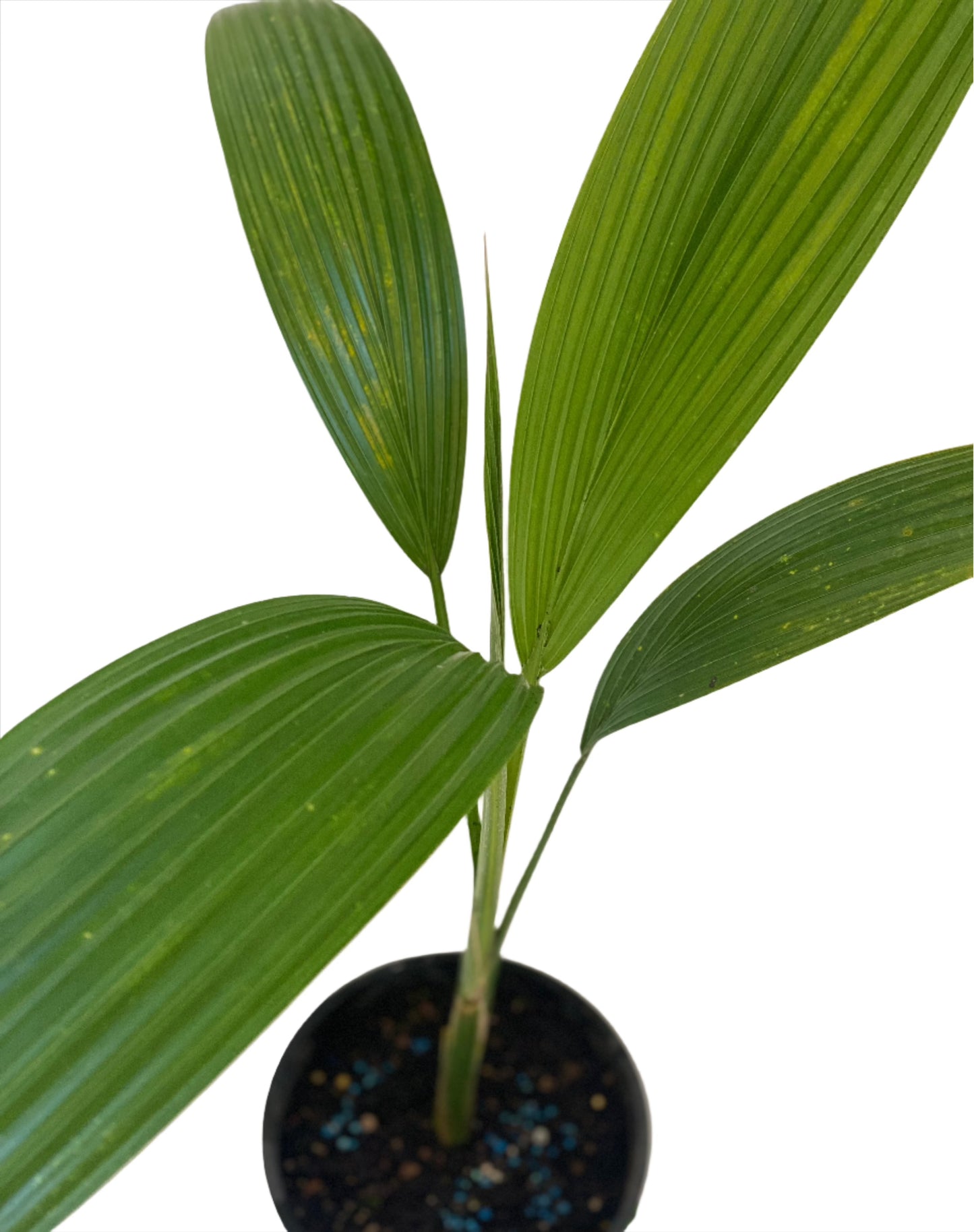 勞裡的扇形棕櫚<br><i>低氏原蟲</i>