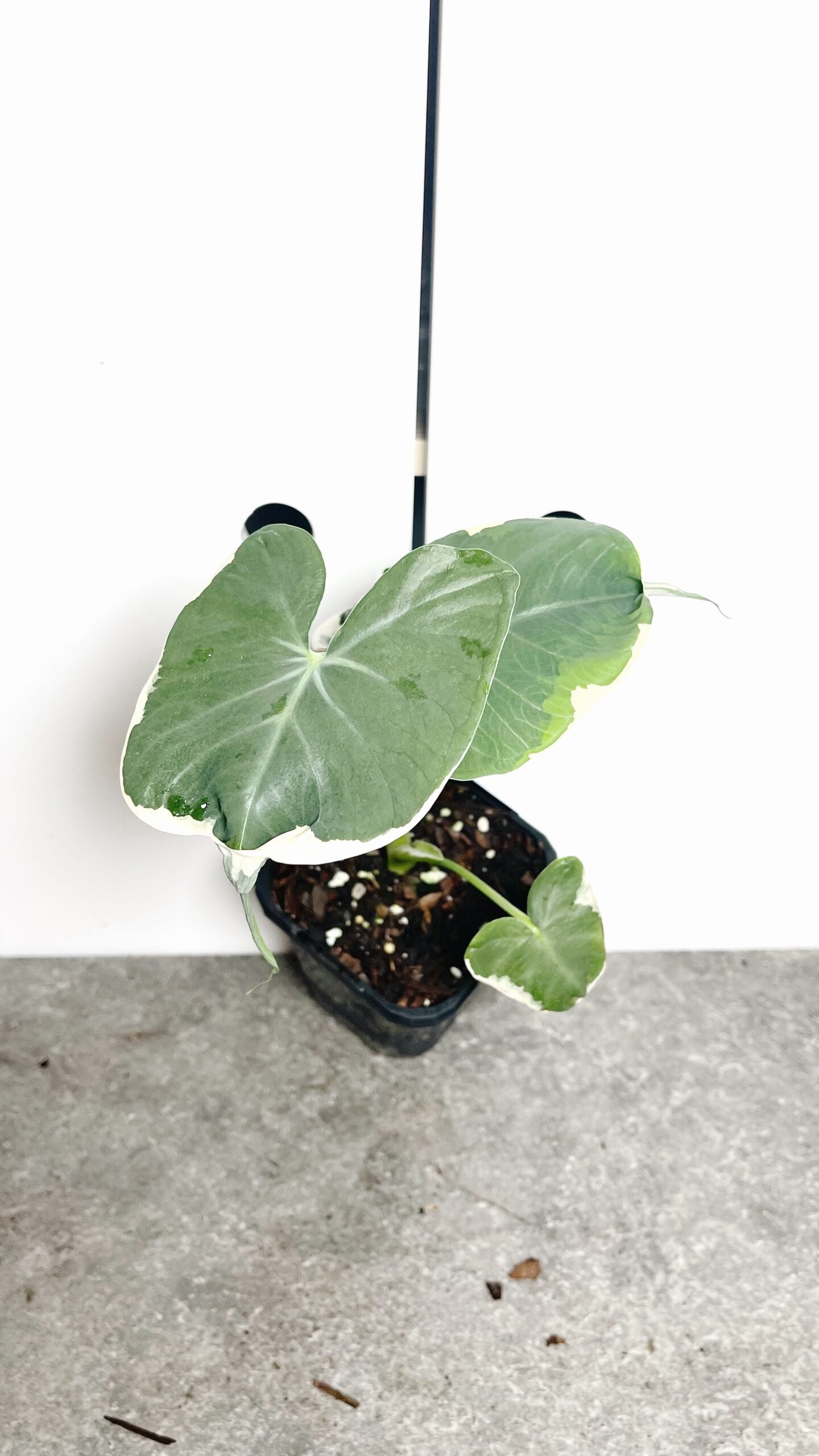 Xanthosoma Mickey Mouse