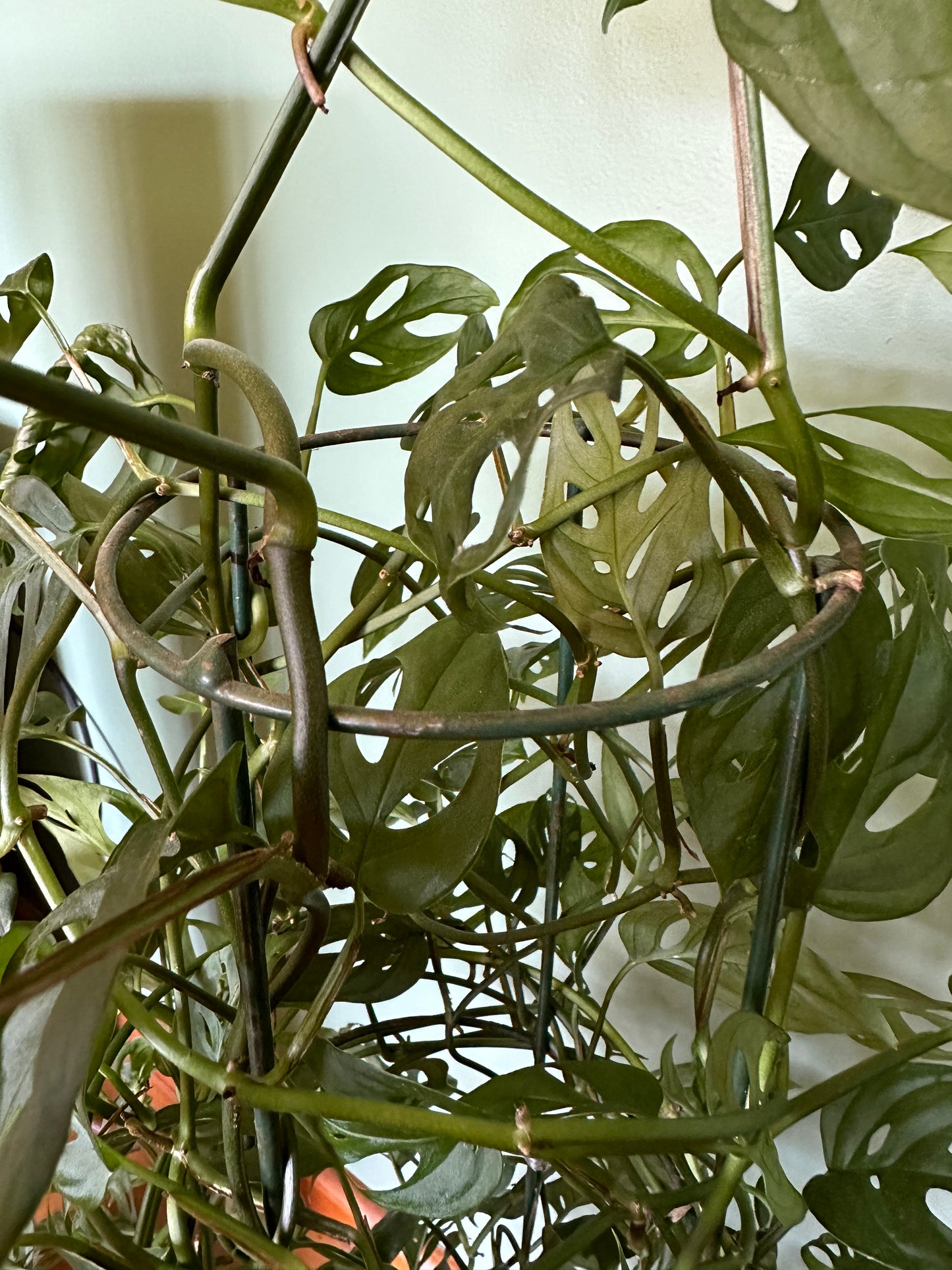 Swiss Cheese Vine (Large)