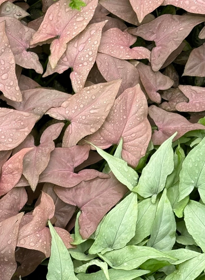 Syngonium Podophyllum Pink Arrow (Small)