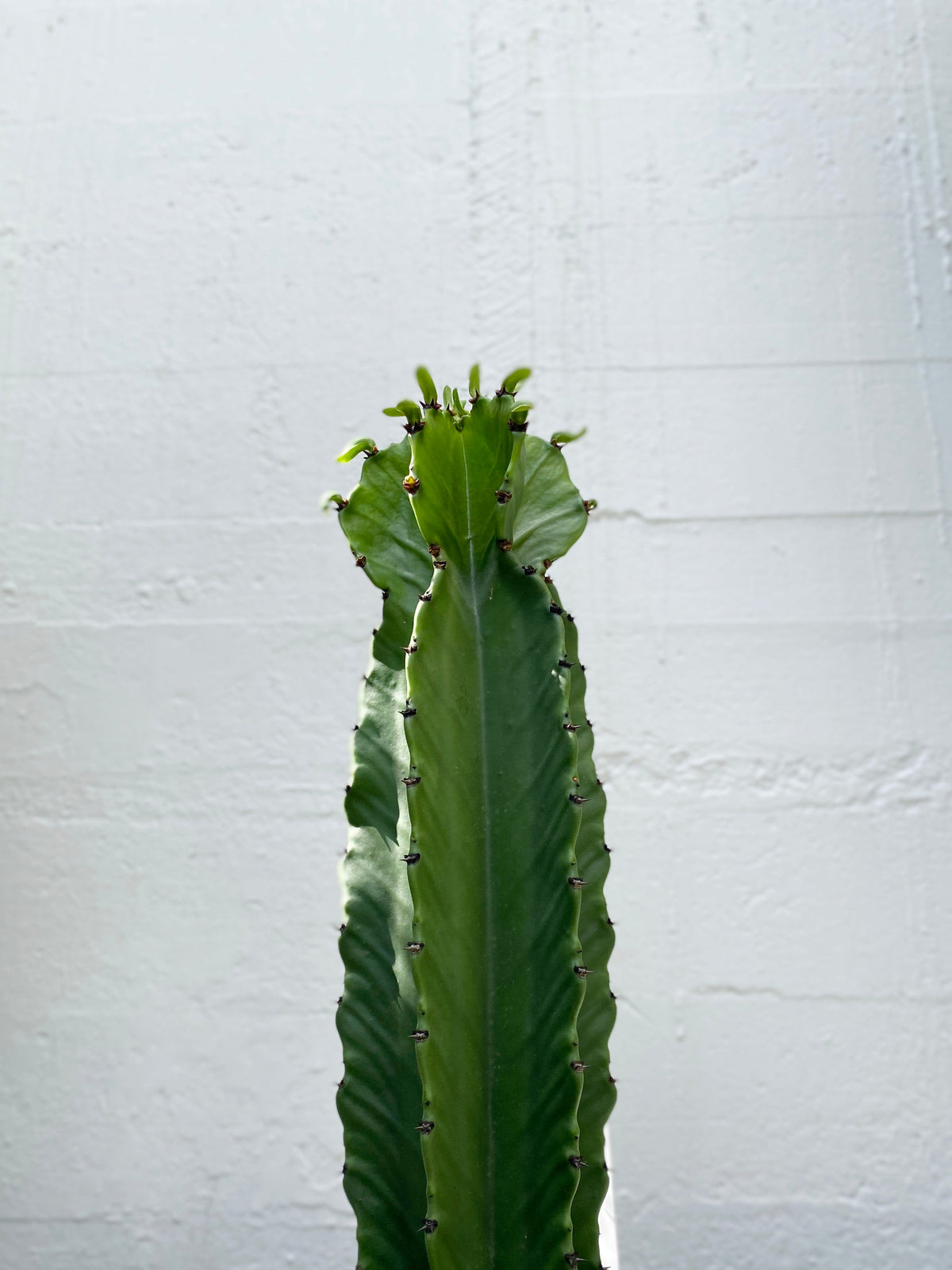 Euphorbia Plants NZ