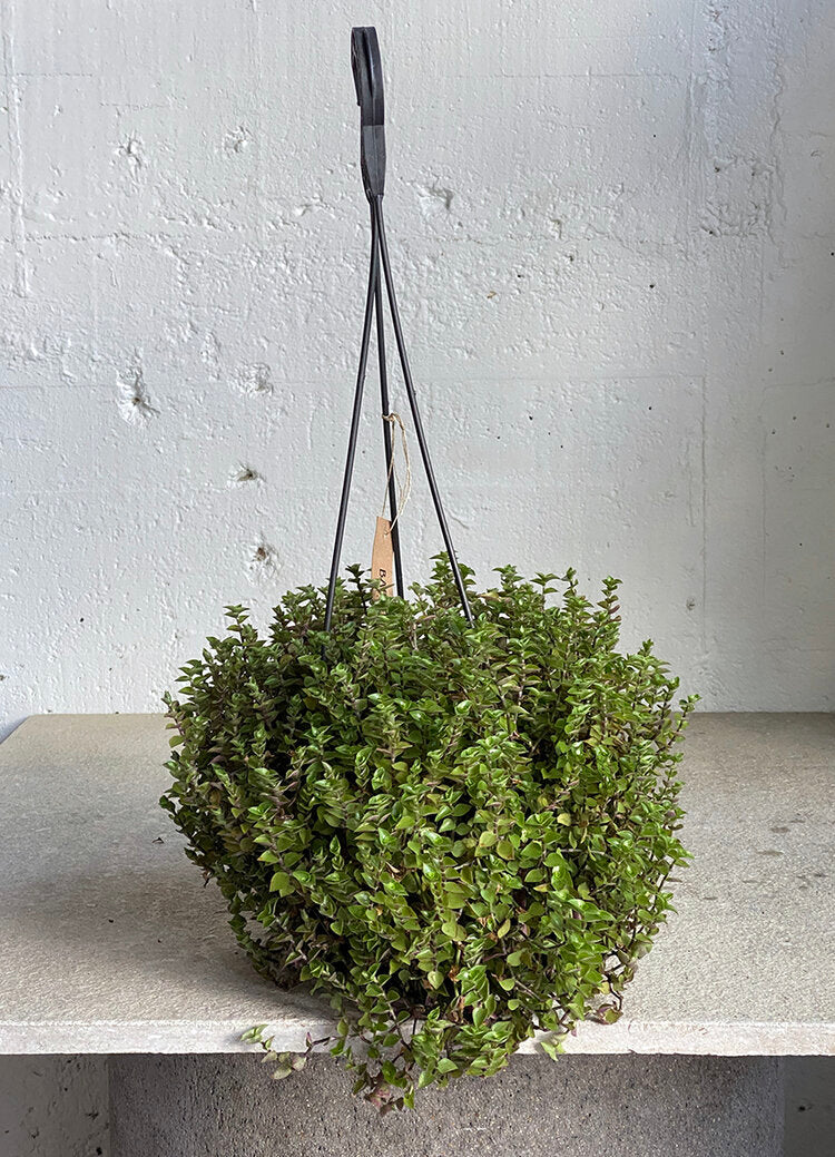 Callisia repens