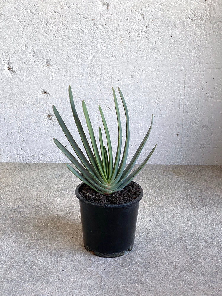 Aloe plicatilis - fan aloe