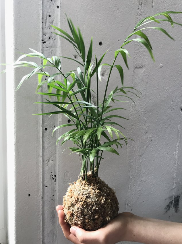 Kokedama: Palm Springs Chamaedorea