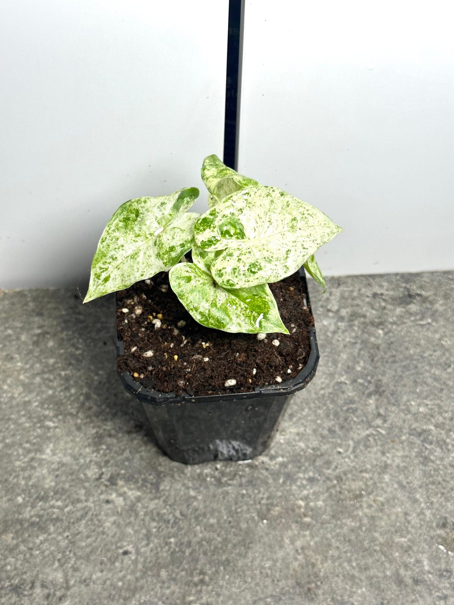 Alocasia Odora 'Batik'