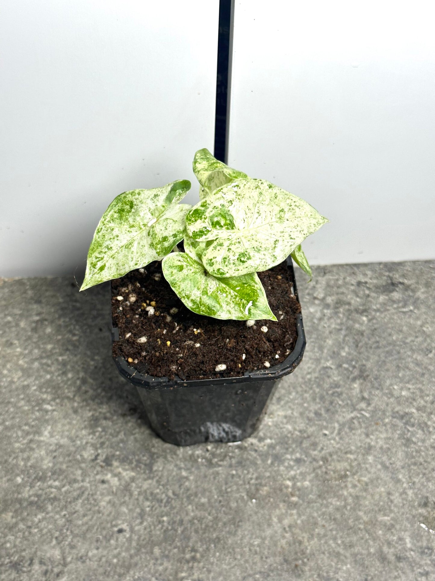 Alocasia Odora 'Batik'
