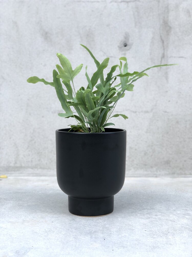 Phlebodium aureum 'blue star'