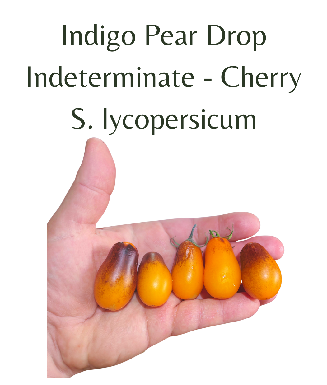 Indigo_Pear_Drop_Cherry_Tomato_10_seeds